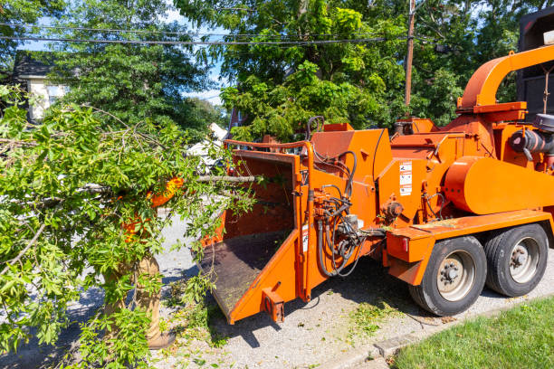 Best Palm Tree Trimming  in Moscow, PA